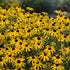 Rudbeckia Treasure Trove 1 gal plant photo