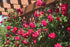 Rose &