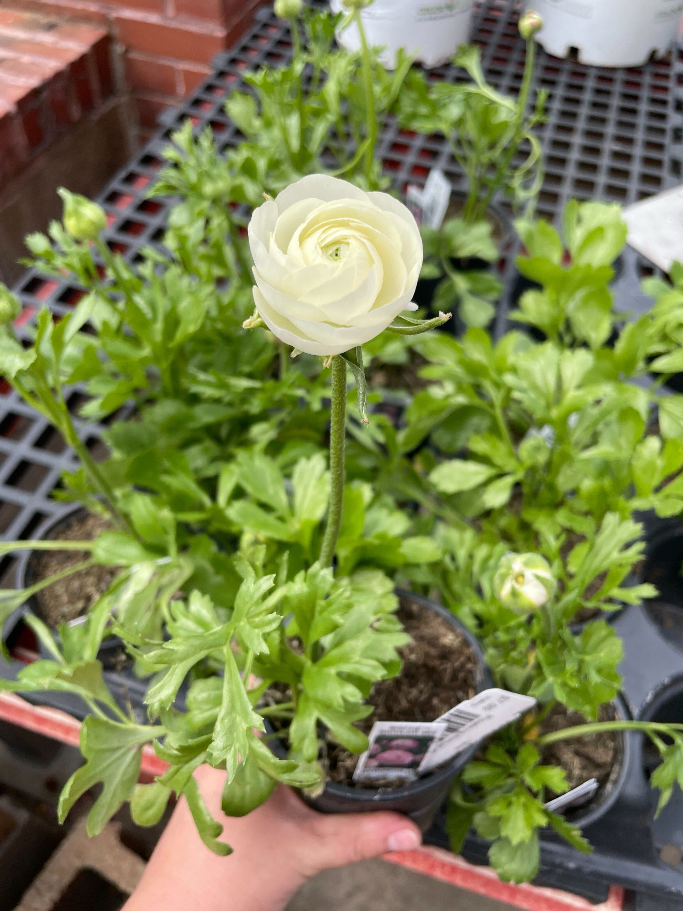 Ranunculus Bulb