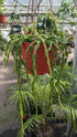Rhipsalis Paradoxa