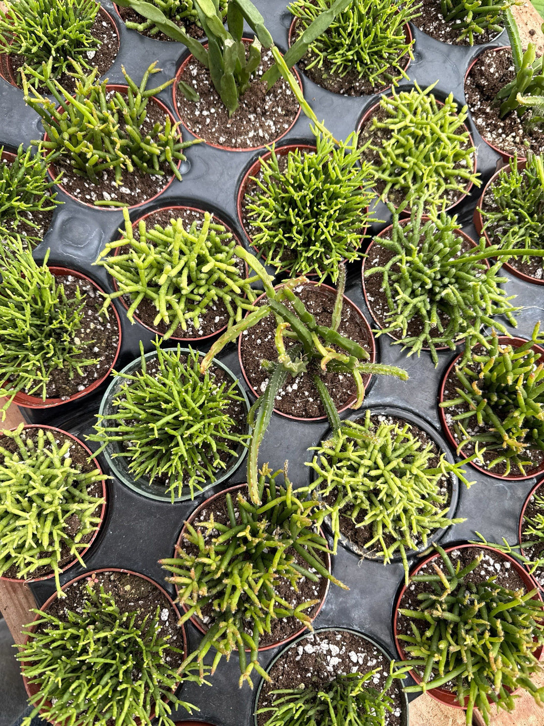 4" Rhipsalis