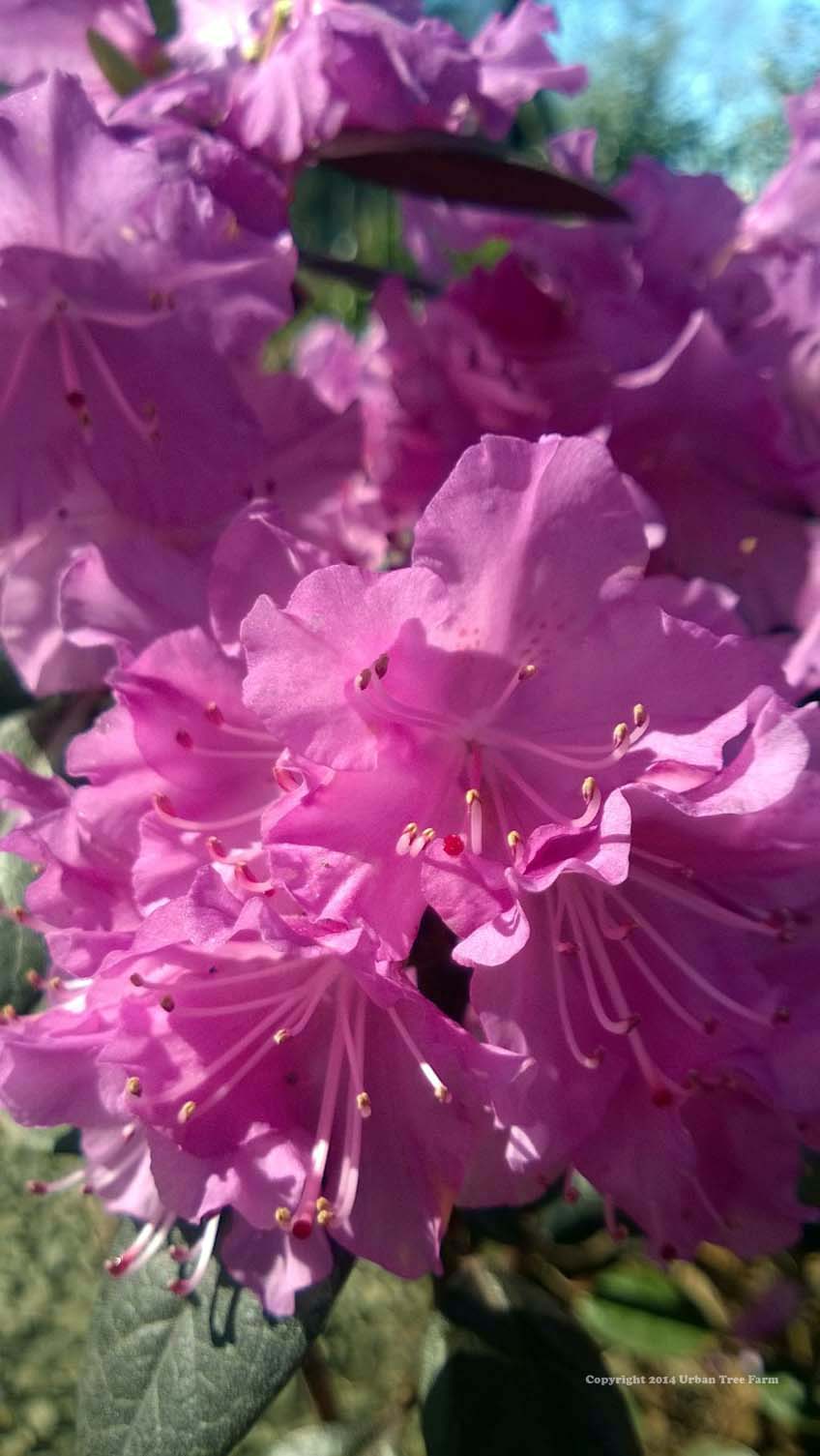 Rhododendron &