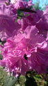 Rhododendron &
