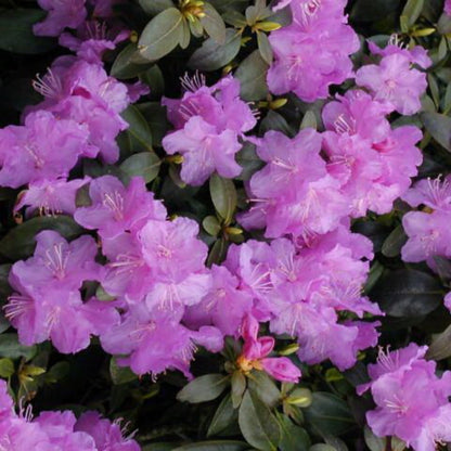 Rhododendron &