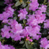 Rhododendron &