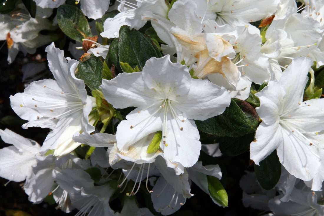 Azalea &