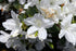 Azalea &