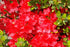 Azalea &