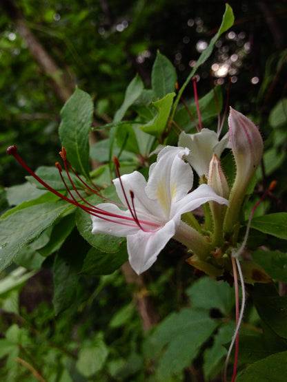 Azalea Arborescens Sweet 