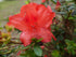 Azalea &