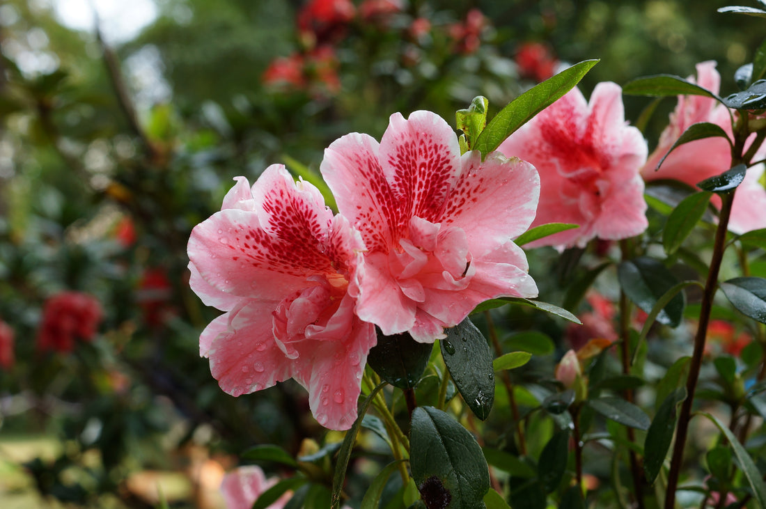 Azalea &