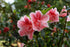 Azalea &