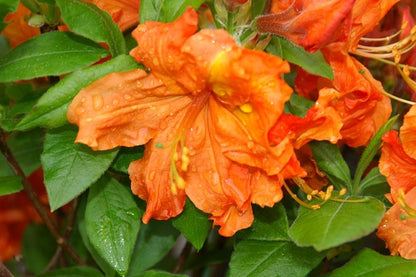 Azalea &