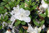 Azalea &