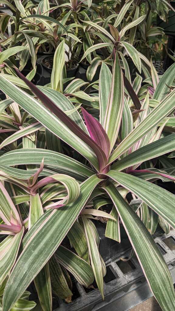 Rhoeo Discolor