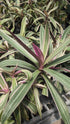 Rhoeo Discolor