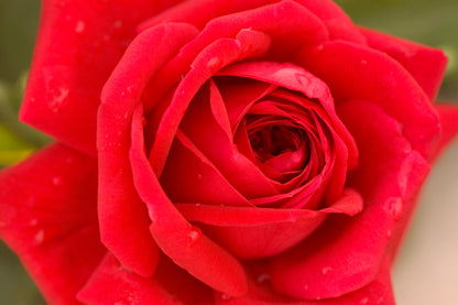 Rose &