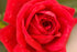 Rose &
