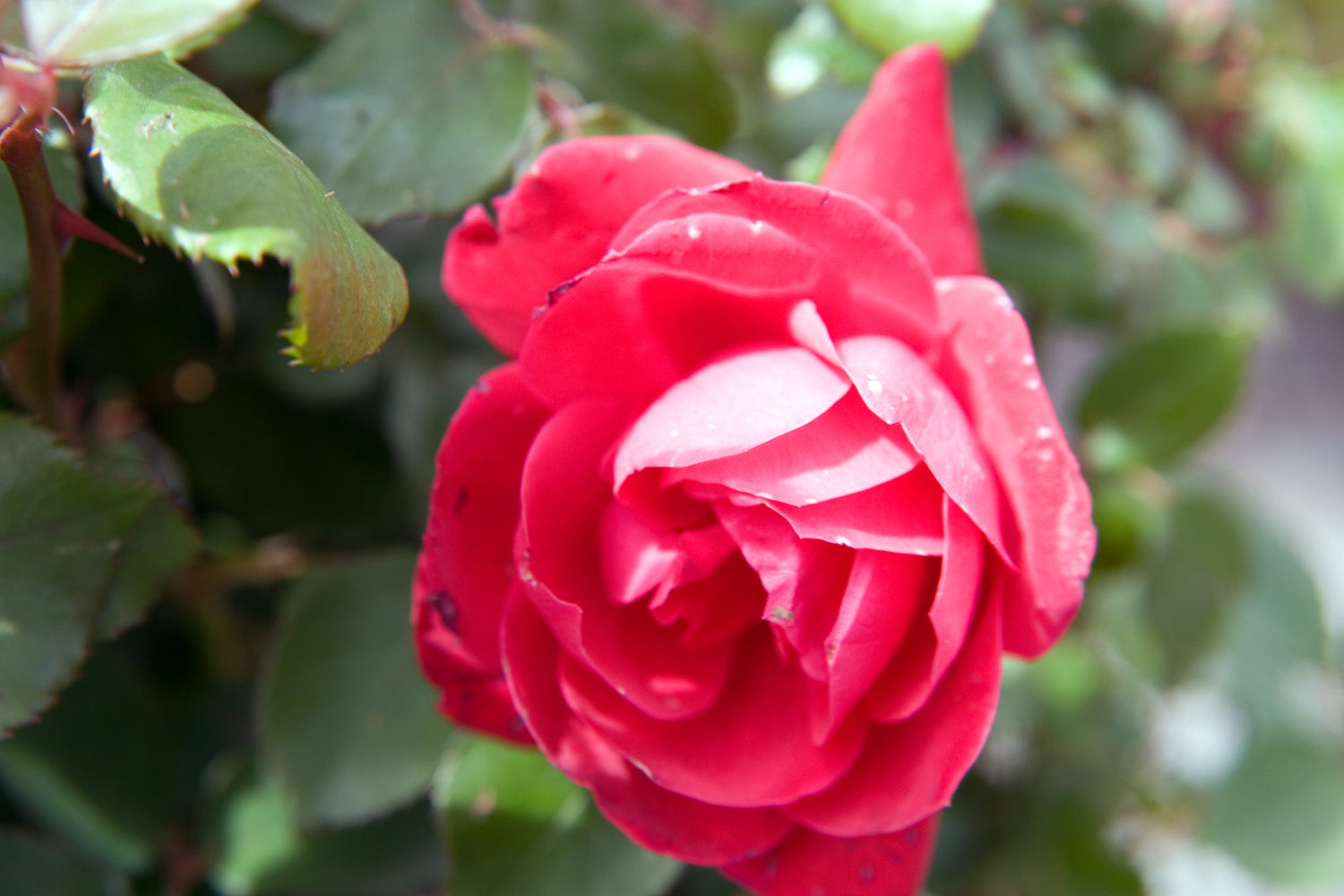Rose &