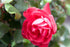 Rose &