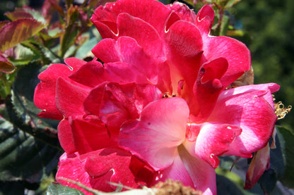Rose &