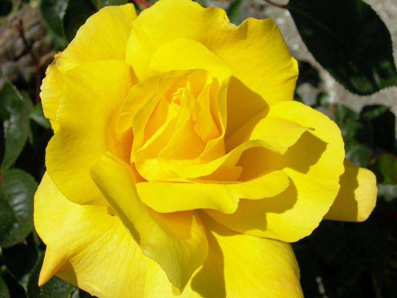 Rose &