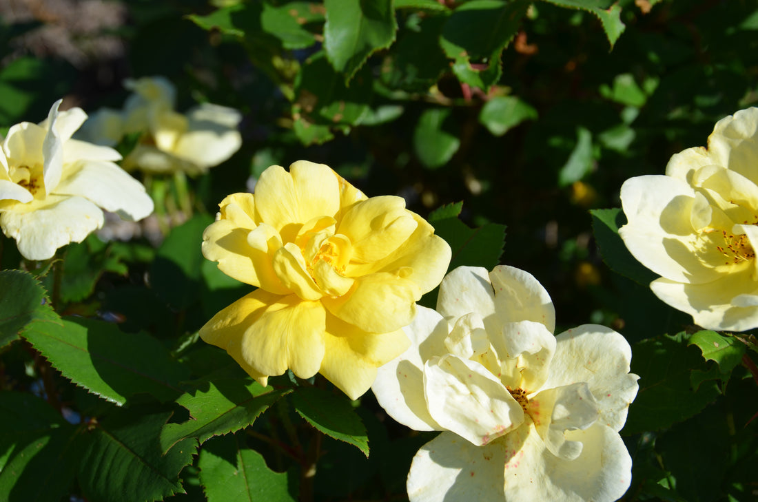 Rose &