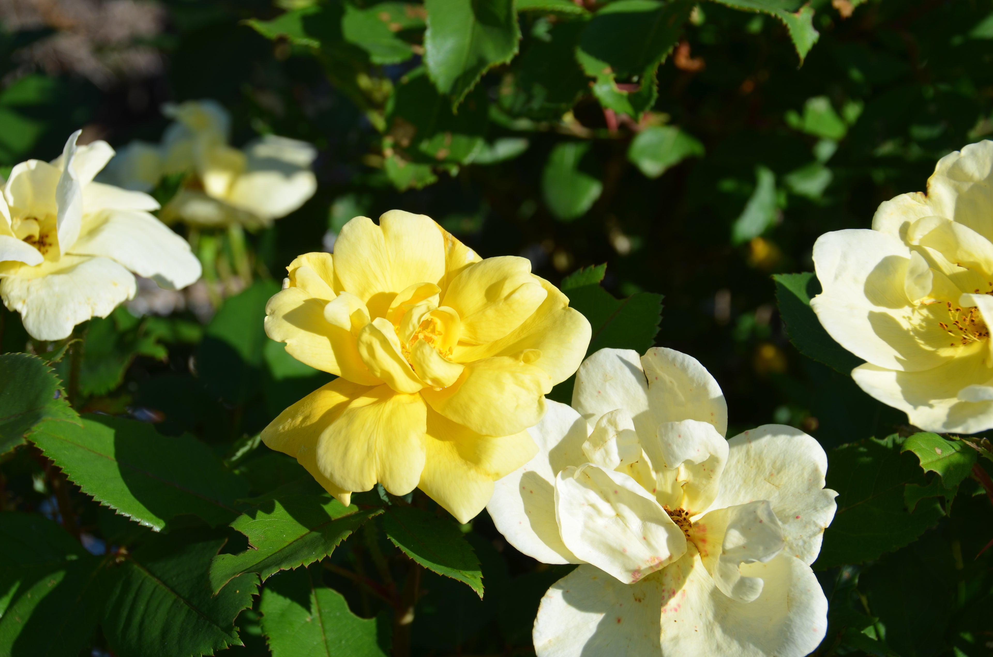 Rose &