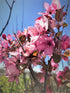 Crabapple &