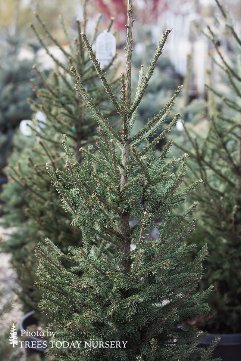 Spruce &