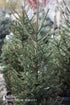 Spruce &
