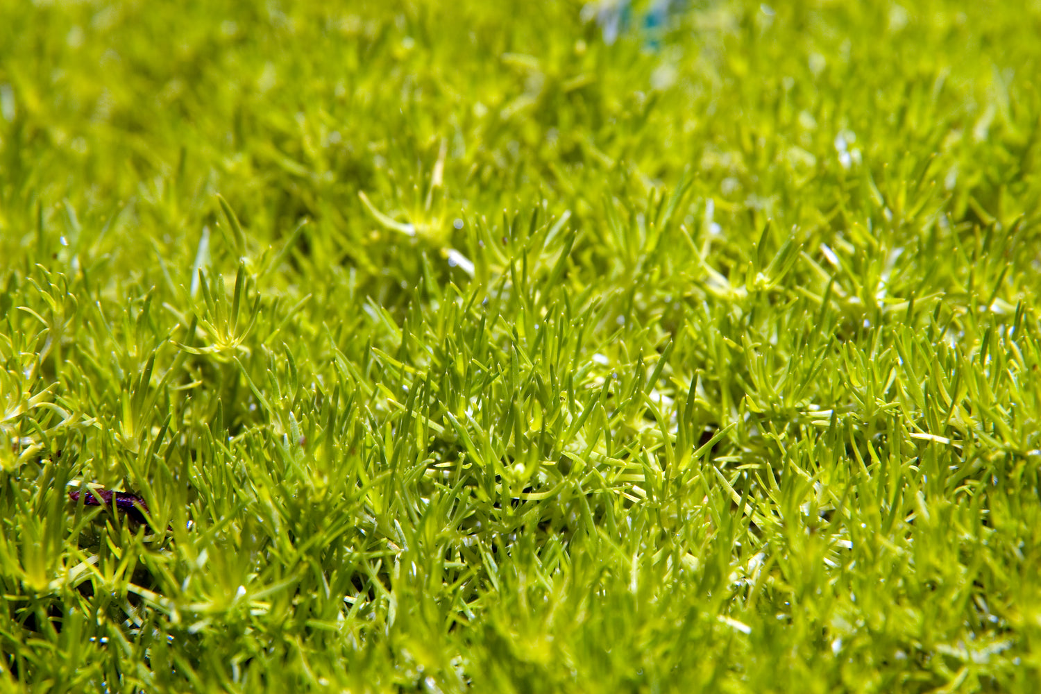 Scotch Moss plant photo