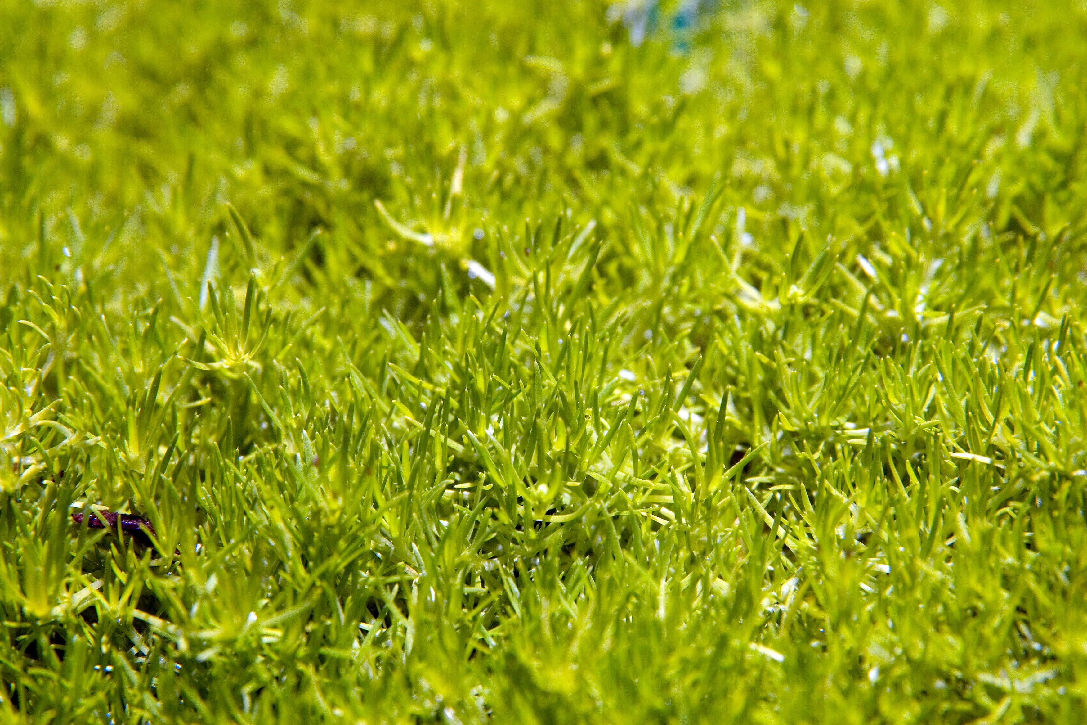 Scotch Moss plant photo