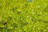 Scotch Moss plant photo