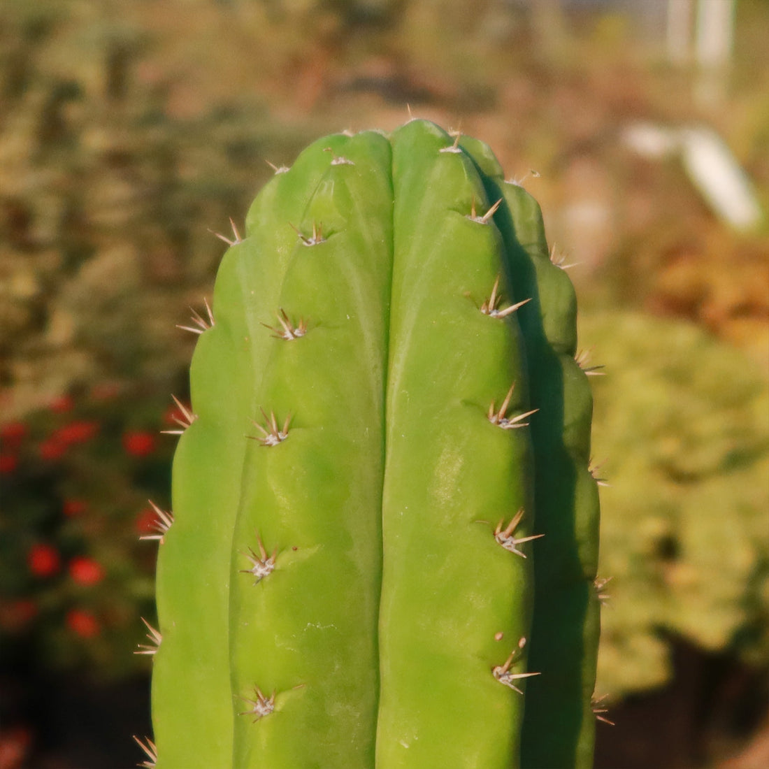 8" Cactus San Pedro plant photo