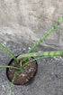 6" Sansevieria Stuckyi plant photo