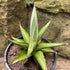 4" Sansevieria Chao plant photo