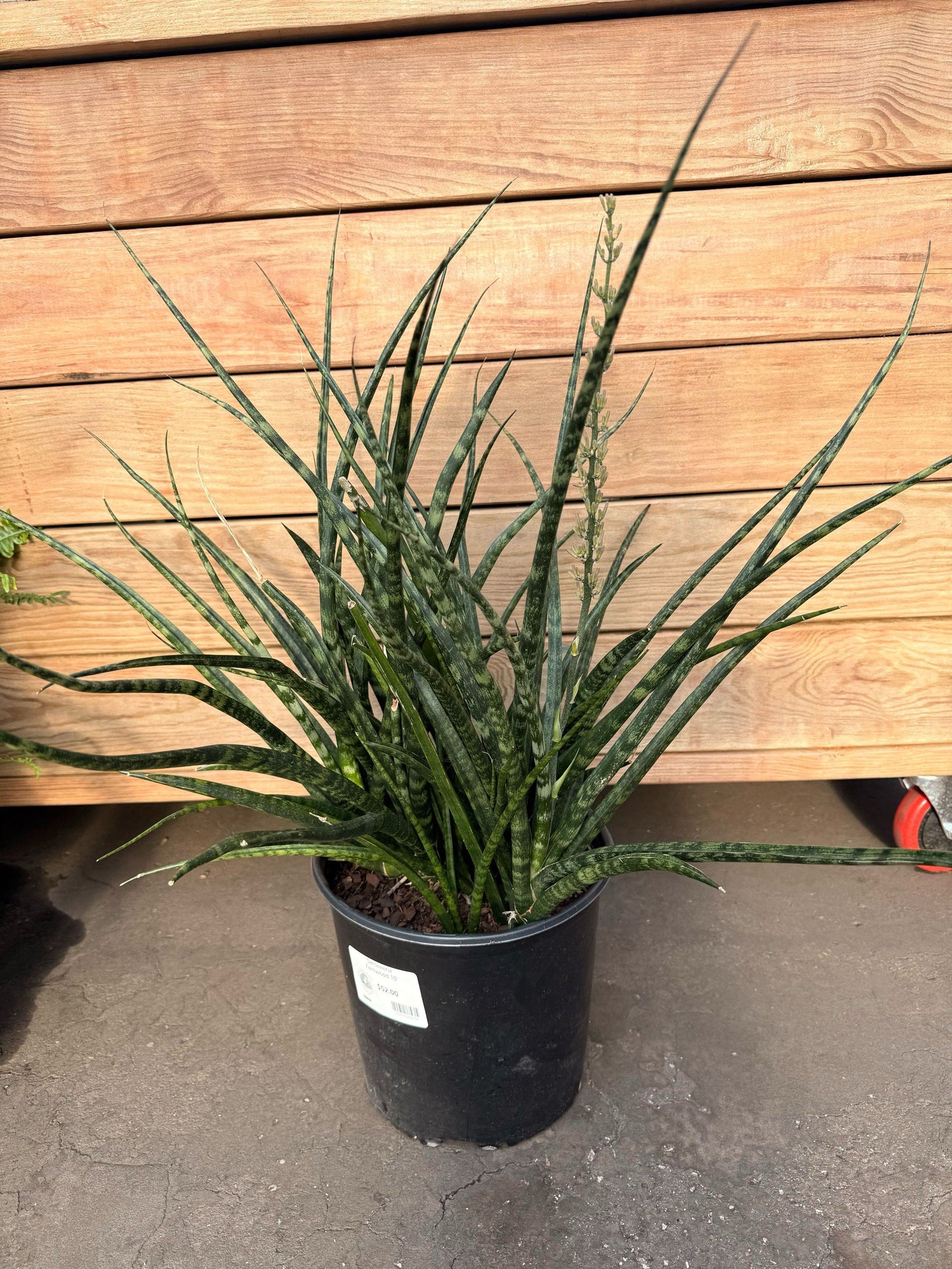 4" Sansevieria Fernwood