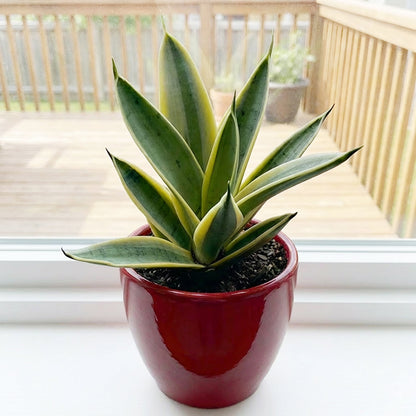 4" Sansevieria Marble Star plant photo