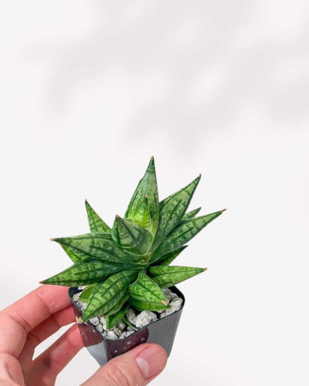 2" Sansevieria Ming Mannee plant photo
