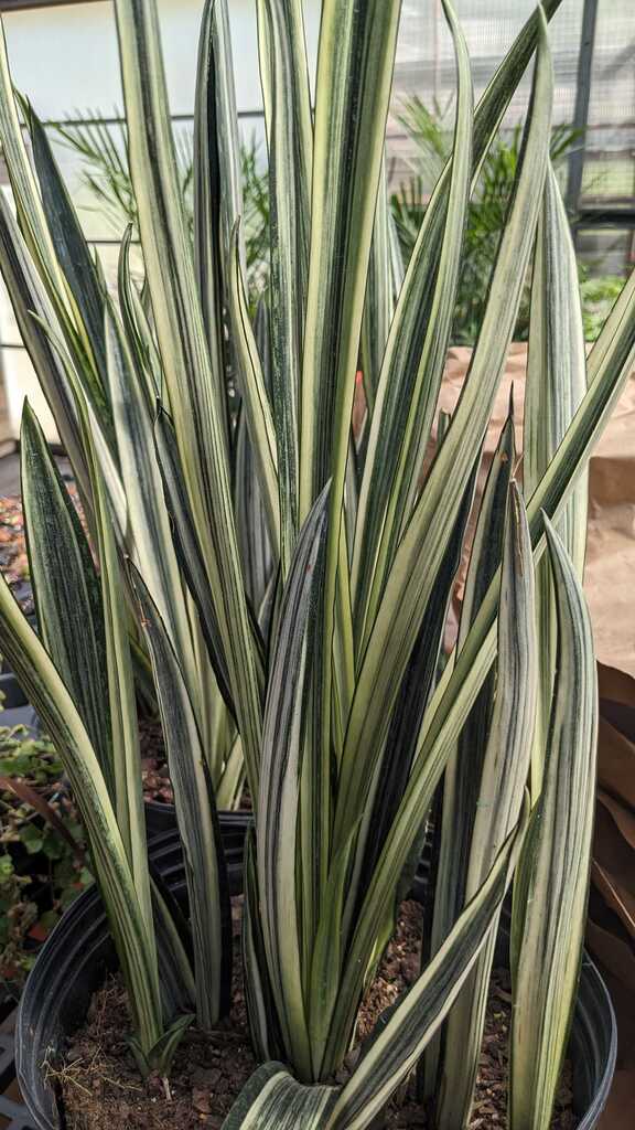 Sansevieria Bantel&