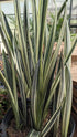 Sansevieria Bantel&