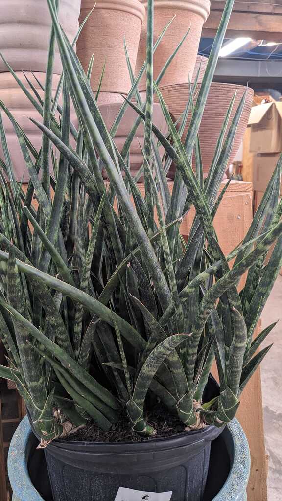 Sansevieria Fernwood