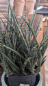 Sansevieria Fernwood