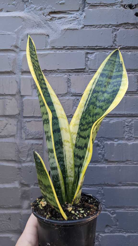 Sansevieria Futura