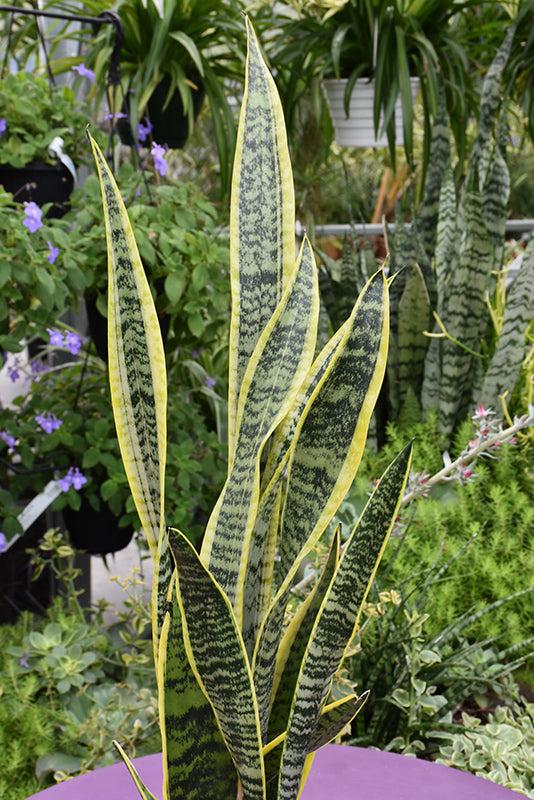 6" Sansevieria Laurentii plant photo