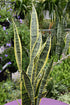 6" Sansevieria Laurentii plant photo
