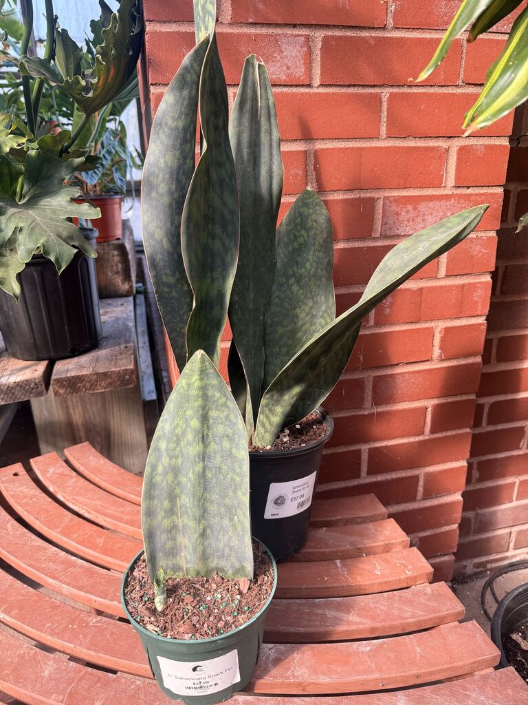 Sansevieria Shark Fin