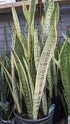 Sansevieria Silver Laurentii