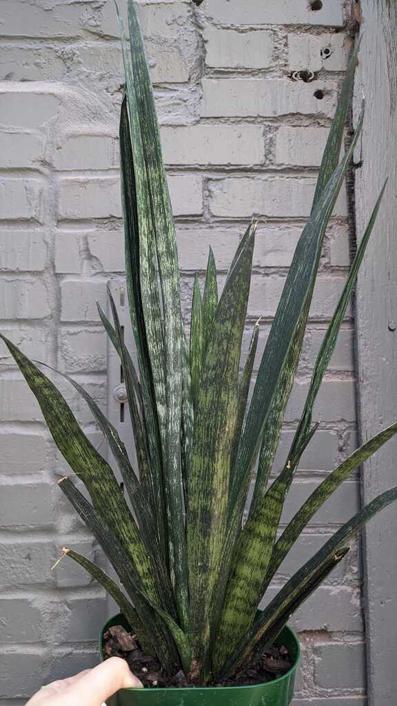 Sansevieria Snakeskin